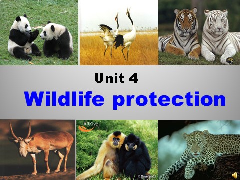 高中英语必修二（人教版）pep英语必修2课件_Unit 4 Wildlife protection　课件2第1页