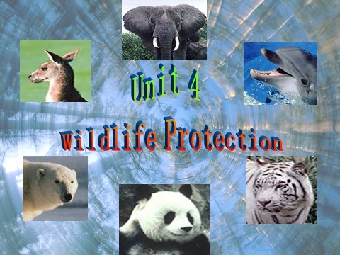 高中英语必修二（人教版）pep英语必修2课件_Unit 4 Wildlife protection　课件1第1页