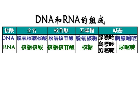 高中生物必修一2.3 遗传信息的携带者--核酸第7页
