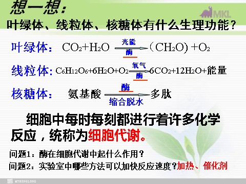 高中生物必修一必修1 第5章 第1节降低化学反应活化能的酶第3页