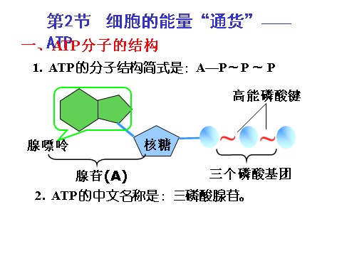 高中生物必修一5.2  细胞的能量“通货” —ATP第9页