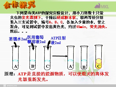 高中生物必修一必修1 第5章 第2节细胞的能量“通货”——ATP第3页