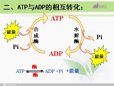 高中生物必修一必修1 第5章 第2节细胞的能量“通货”——ATP第9页