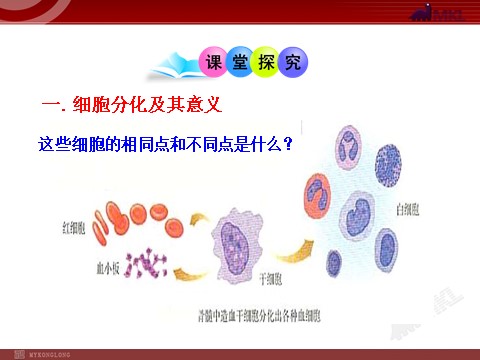 高中生物必修一6.2细胞的分化第5页