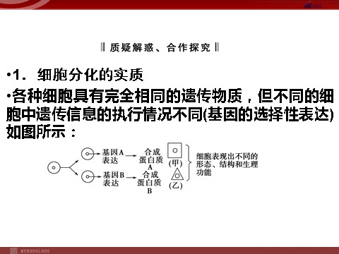 高中生物必修一高效课堂同步课件：6-2细胞的分化（必修1）第7页