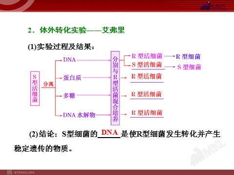 高中生物必修二第1讲  DNA是主要的遗传物质第3页