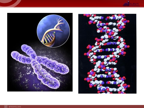 高中生物必修二高中生物同步课件：第3章 第1节  DNA是主要的遗传物质（人教版必修2）第3页