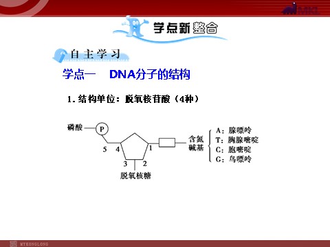 高中生物必修二【人教版】高中生物必修二《 3.2 DNA分子的结构》课件1第6页