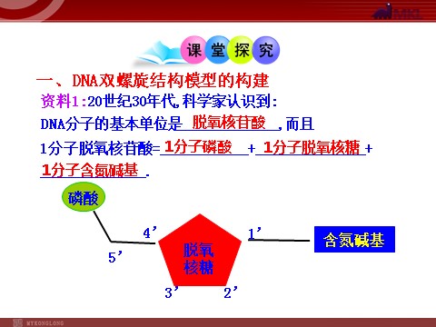 高中生物必修二高中生物同步课件：第3章 第2节  DNA分子的结构（人教版必修2）第5页