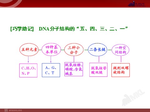 高中生物必修二第2讲  DNA分子的结构、复制与基因的本质第2页