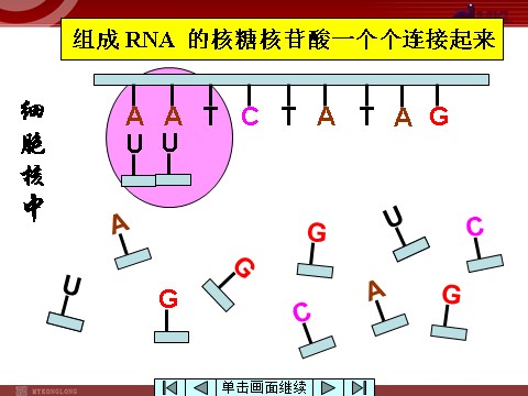 高中生物必修二【人教版】高中生物必修二《 4.1 基因指导蛋白质的合成》课件第7页