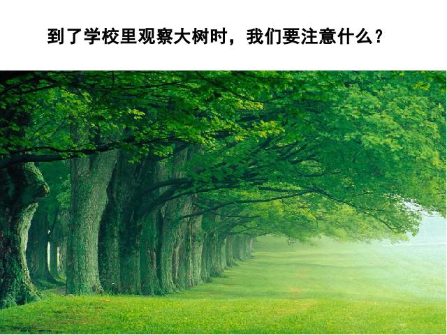 三年级上册科学教科版科学第一单元-《我看到了什么》第8页