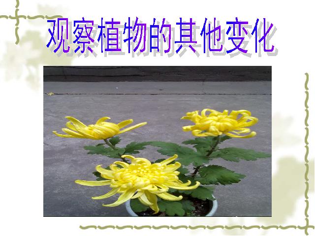 三年级上册科学《1.6植物发生了什么变化》(科学)第7页