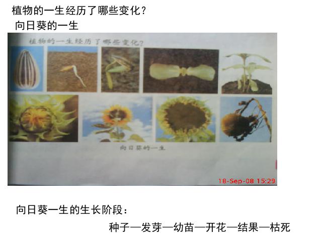三年级上册科学科学《1.7植物有哪些相同点》(教科版)第4页