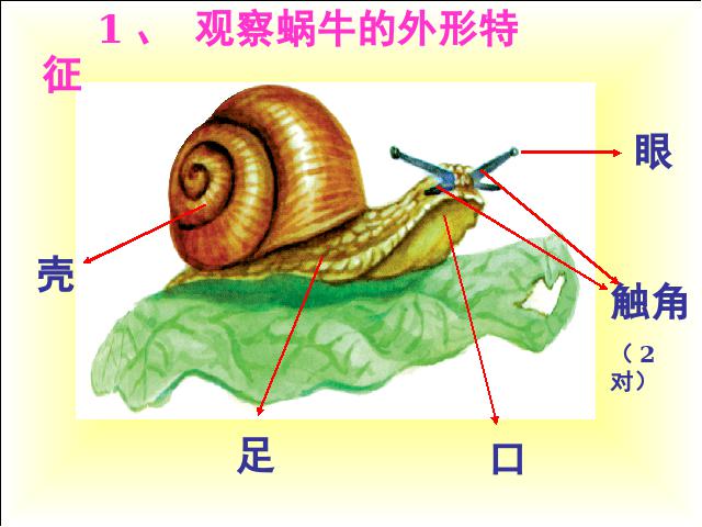 三年级上册科学科学《2.2蜗牛（一）》(教科版)第7页