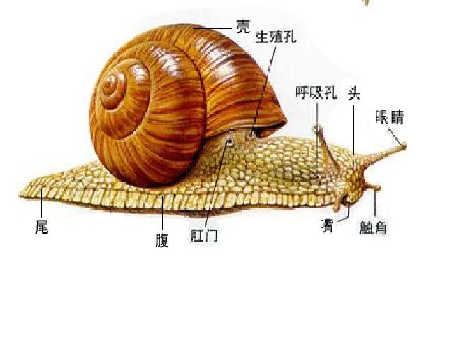 三年级上册科学《2.2蜗牛（一）》(科学)第10页