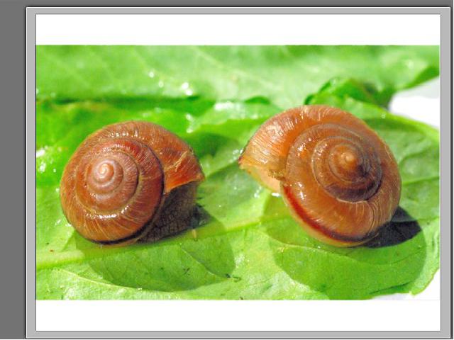 三年级上册科学《2.2蜗牛（一）》(科学)第6页