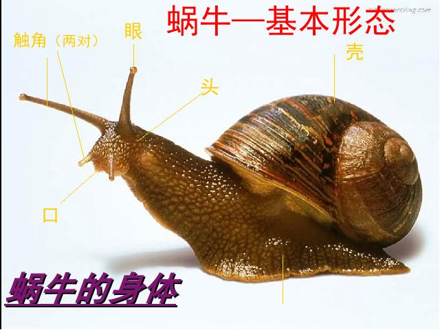 三年级上册科学科学《2.2蜗牛（一）》第10页