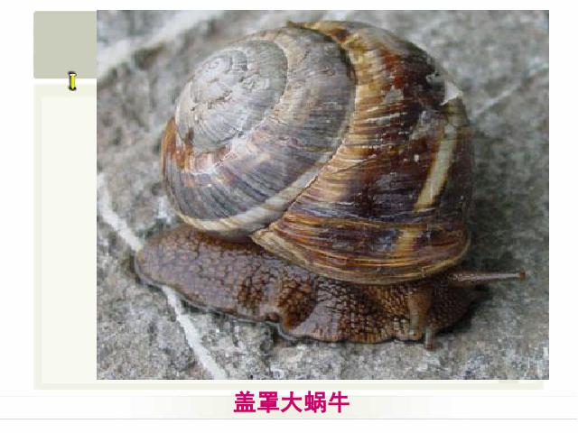 三年级上册科学科学第二单元“动物”《2.2蜗牛（一）》（）第5页