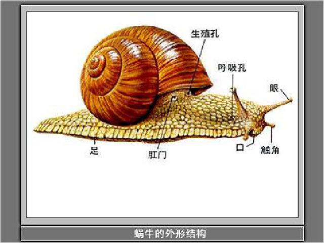 三年级上册科学教科版《2.2蜗牛（一）》(科学)第9页