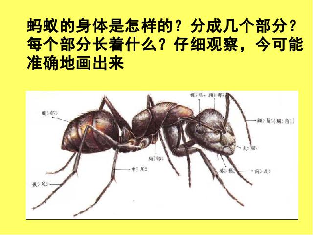 三年级上册科学科学第二单元“动物”《2.5蚂蚁》（）第10页