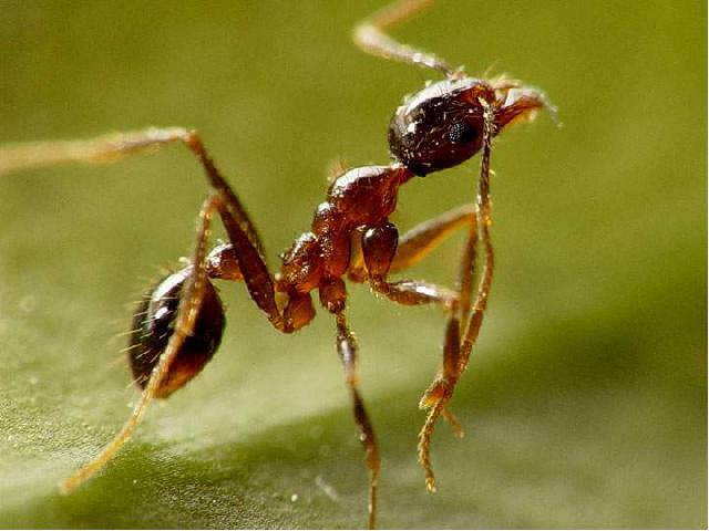 三年级上册科学科学第二单元“动物”《2.5蚂蚁》（）第3页