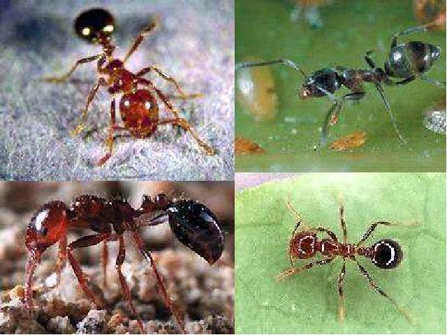 三年级上册科学科学第二单元“动物”《2.5蚂蚁》（）第5页
