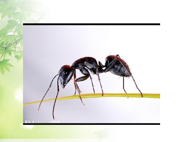 三年级上册科学第二单元“动物”《2.5蚂蚁》(科学)第3页