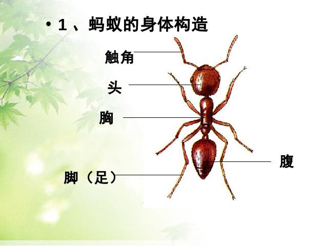 三年级上册科学第二单元“动物”《2.5蚂蚁》(科学)第9页