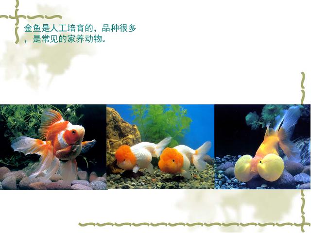三年级上册科学第二单元“动物”《2.6金鱼》(科学)第4页