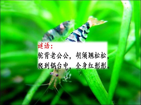 三年级下册语文（旧人教版）15 小虾第1页