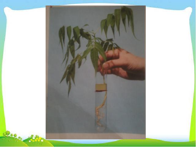 三年级下册科学科学《植物的生长变化》复习精品ppt第5页