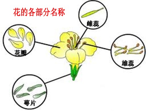 三年级下册科学（教科版）科学1.6开花了，结果了ppt课件（）第7页