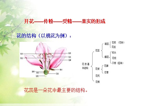 三年级下册科学（教科版）小学科学植物的生长变化复习精品ppt课件第10页