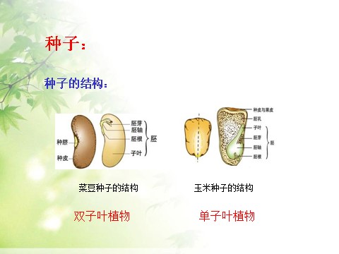 三年级下册科学（教科版）小学科学植物的生长变化复习精品ppt课件第3页