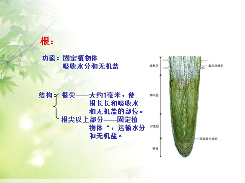 三年级下册科学（教科版）小学科学植物的生长变化复习精品ppt课件第5页