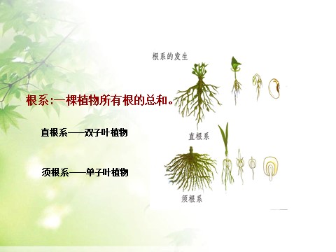 三年级下册科学（教科版）小学科学植物的生长变化复习精品ppt课件第6页