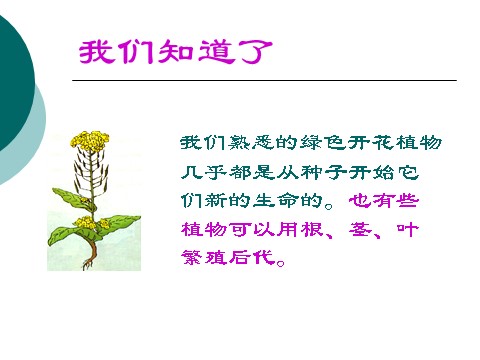 三年级下册科学（教科版）科学植物的生长变化复习ppt课件第6页
