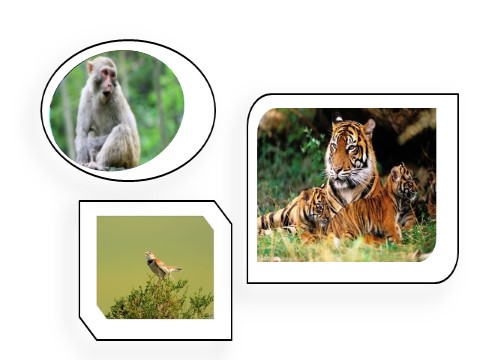 四年级上册语文（部编版）习作：小小”动物园“PPT课件第2页