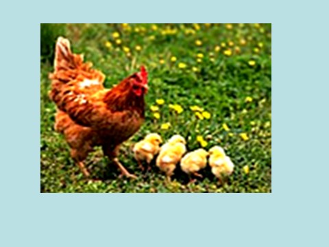 四年级上册语文（人教版）（课堂教学课件1）母鸡第10页