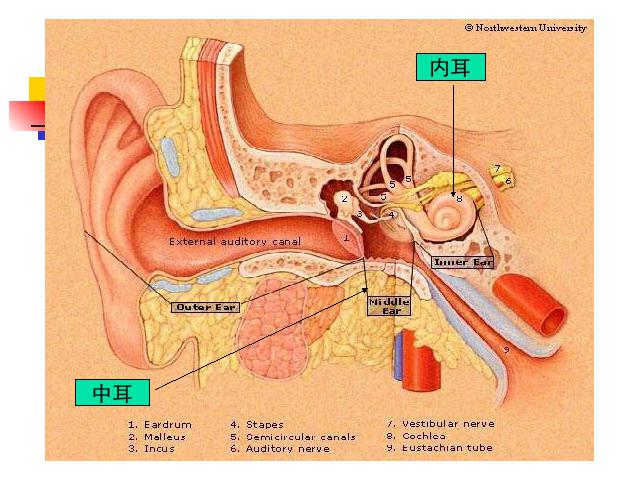 四年级上册科学科学《3.7保护我们的听力》第3页