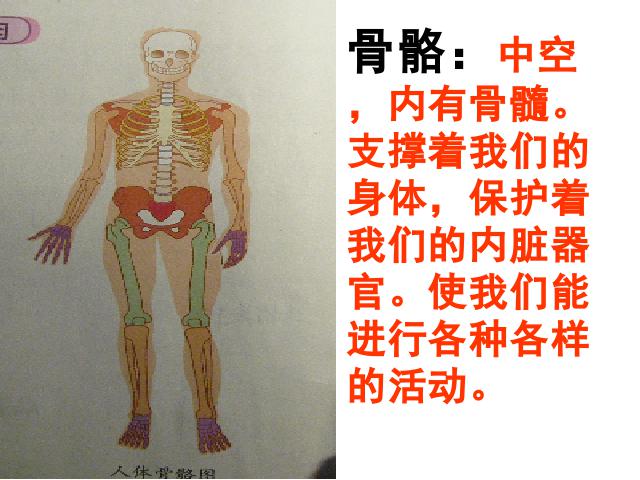 四年级上册科学科学“我们的身体”《4.2骨骼、关节和肌肉》（第2页