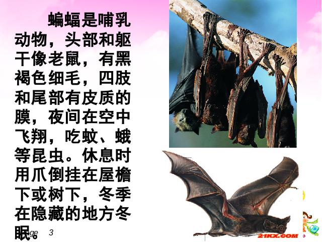 四年级下册语文语文第11课-《蝙蝠和雷达》（第八册）第3页