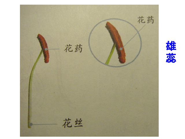 四年级下册科学第二单元《花．果实和种子》(科学)第3页