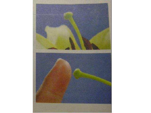四年级下册科学第二单元《花．果实和种子》(科学)第5页