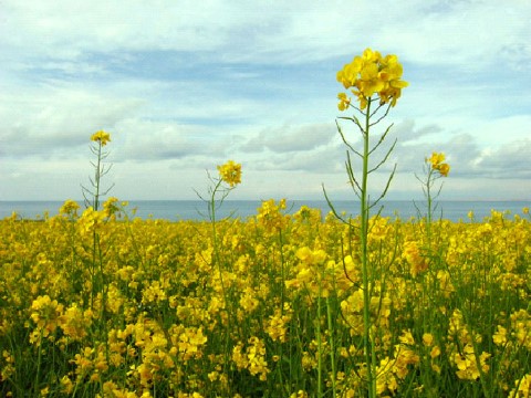 四年级下册科学（教科版）第二单元“新的生命”油菜花开了ppt课件(科学第6页