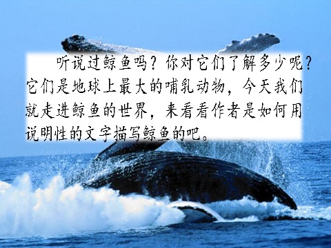五年级上册语文（部编版）习作例文：《鲸》《风向袋的制作》第1页