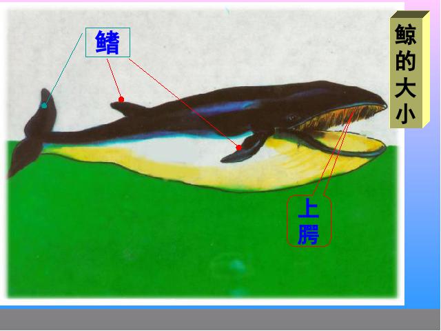 五年级上册语文语文第三组“第9课”《鲸》（）第6页
