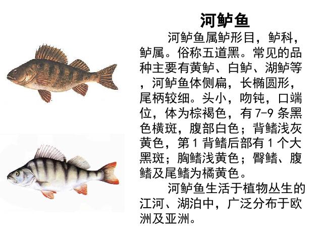 五年级上册语文《第13课：钓鱼的启示》(语文人教第10页