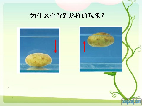 五年级下册科学（教科版）探索马铃薯沉浮的原因ppt课件(科学)第3页